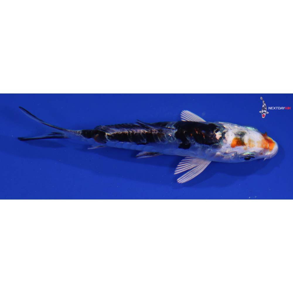 3” Imported Heisei Nishiki