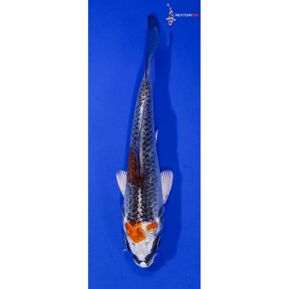 3.5” Imported Kujaku