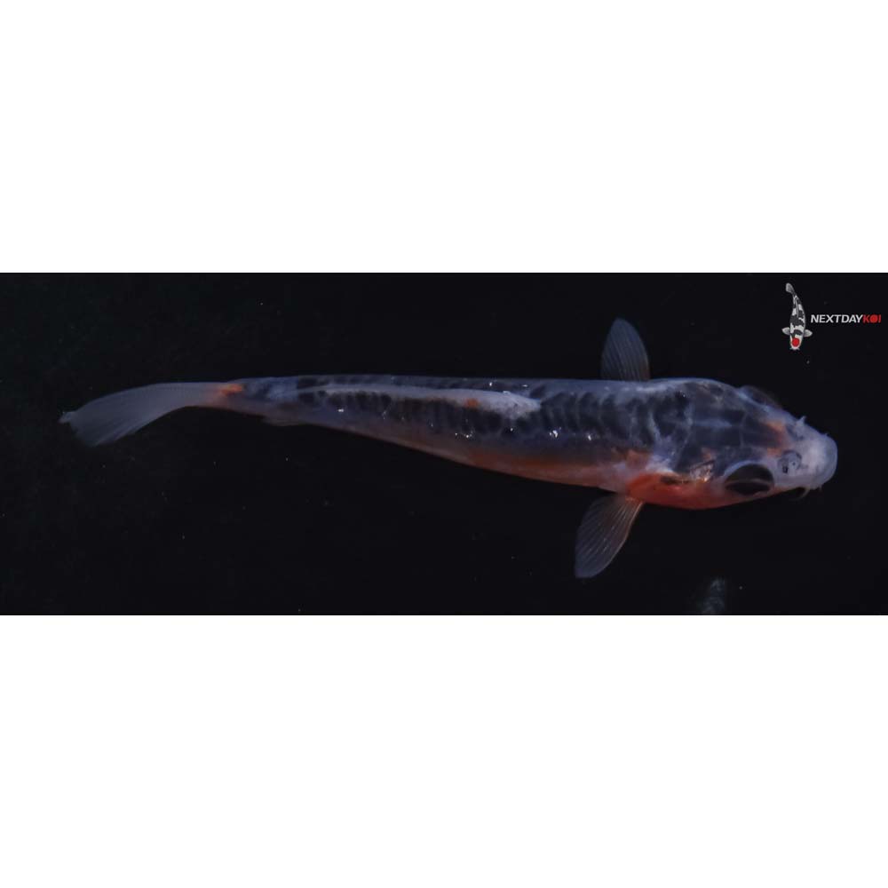 3.5” Imported Shusui