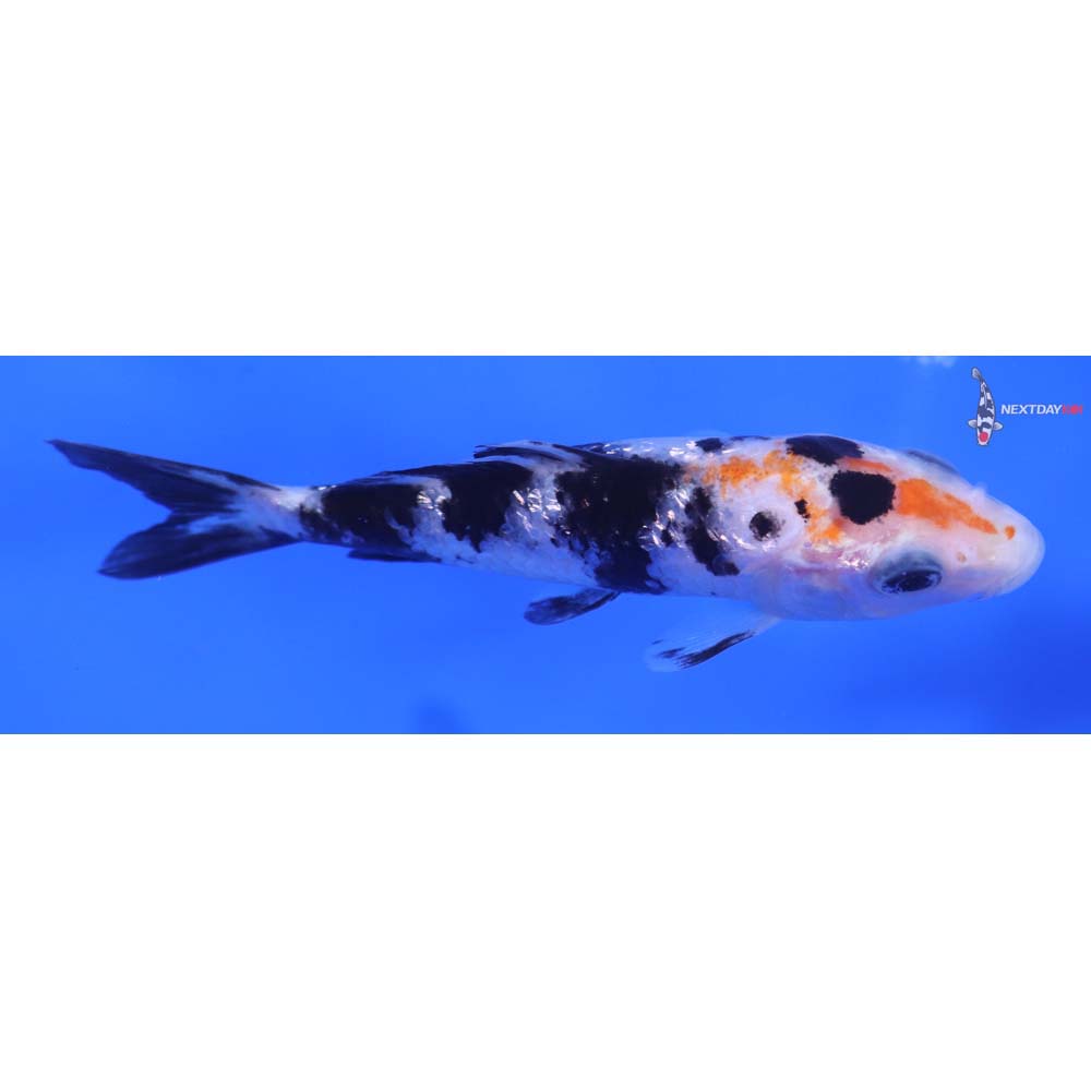 3.5” Imported Gin Rin Sanke