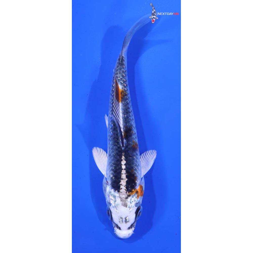 4.5” Imported Kujaku