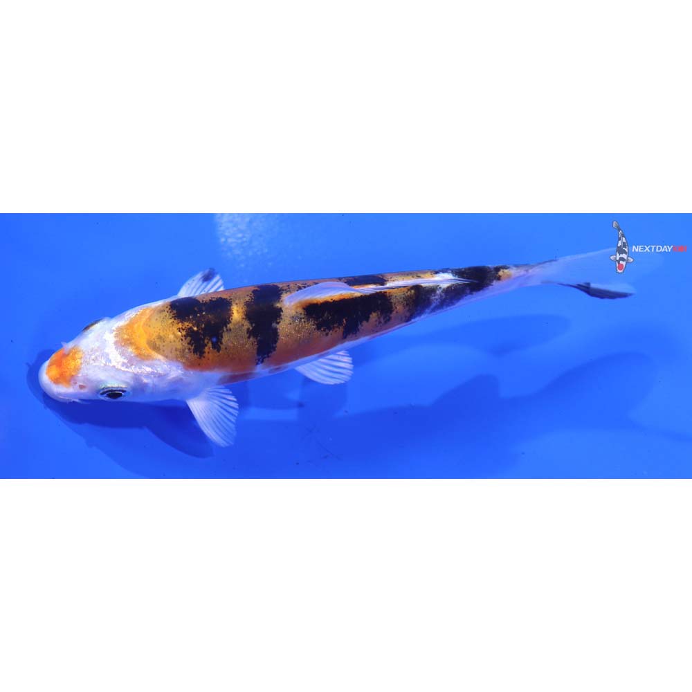 4.5” Imported Heisei Nishiki