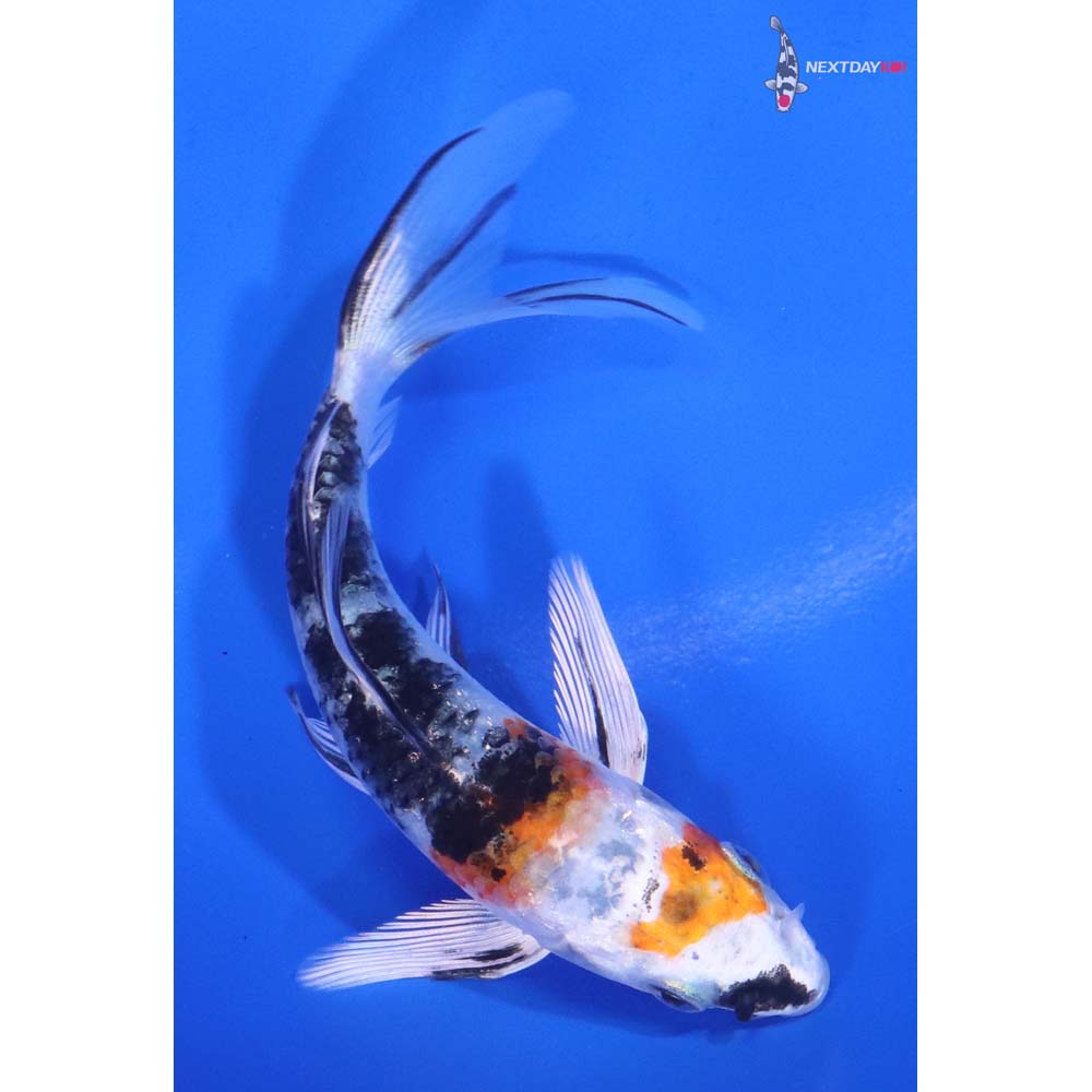 4.5” Imported Yamato Nishiki Butterfly Koi