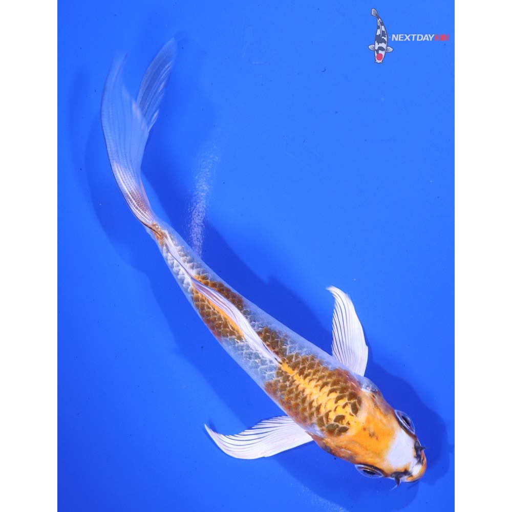 5” Imported Kujaku Butterfly Koi