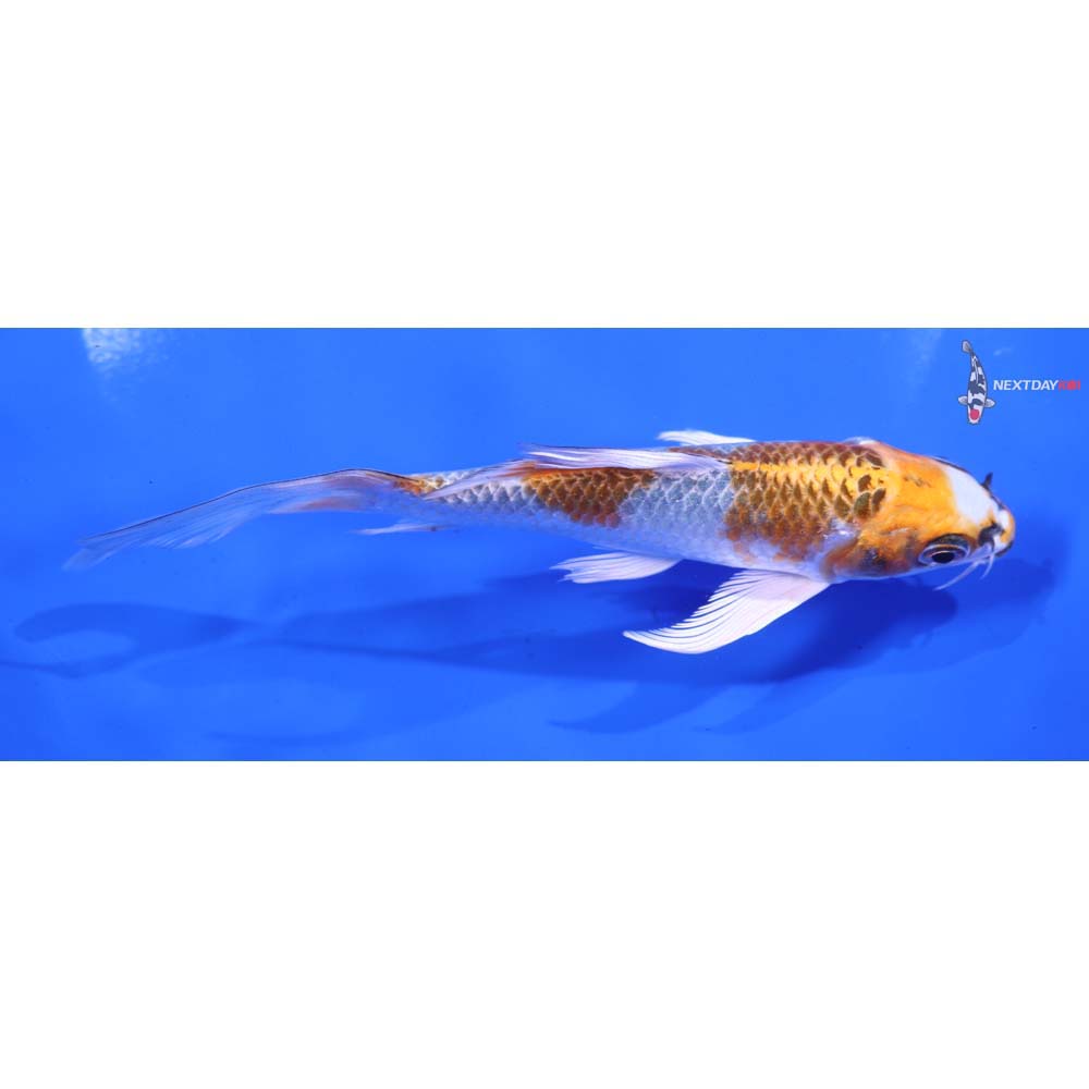 5” Imported Kujaku Butterfly Koi