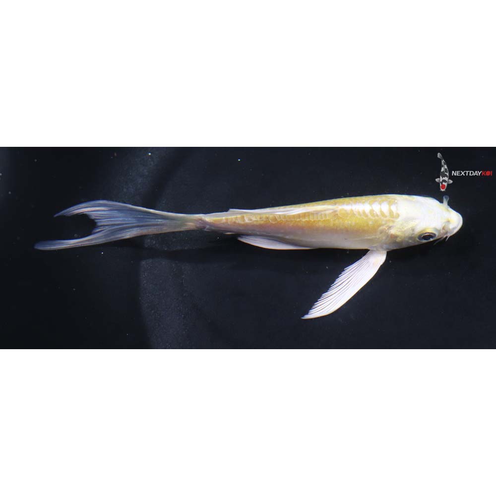 5.5” Imported Doitsu Yamabuki Ogon Butterfly Koi