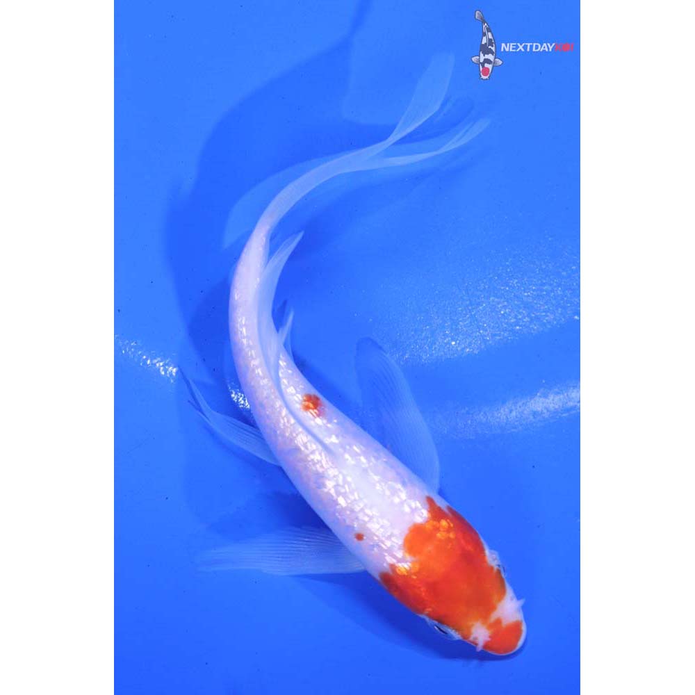 4.5” Imported Gin Rin Kohaku Butterfly Koi