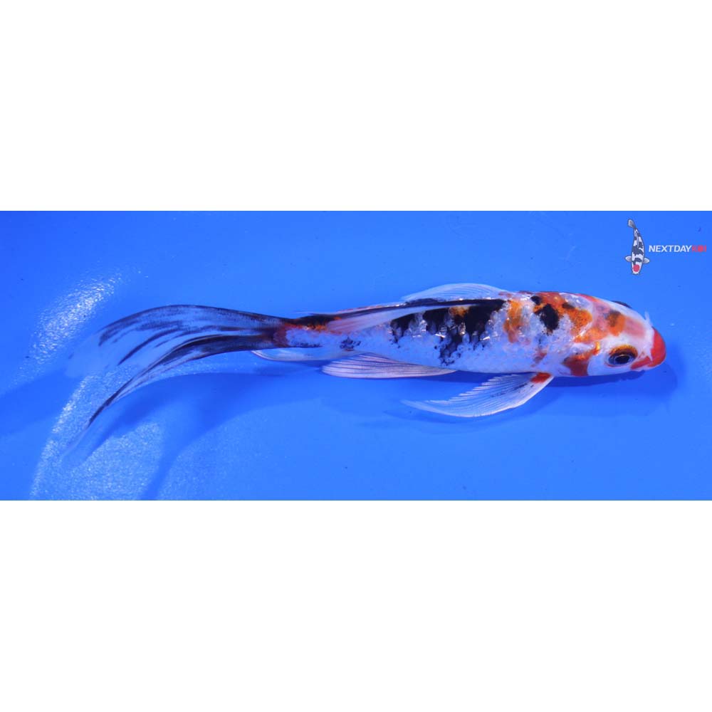 5.5” Imported Gin Rin Yamato Nishiki Butterfly Koi