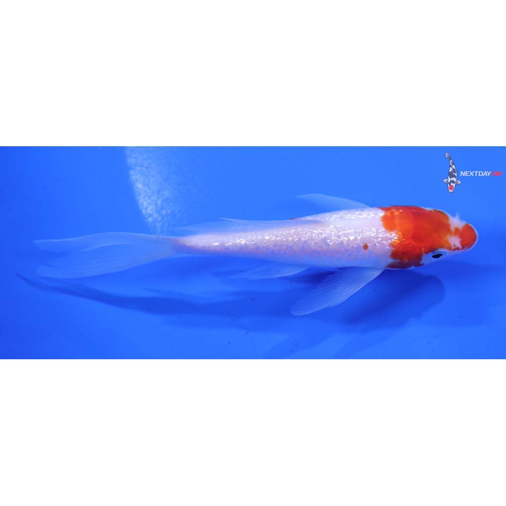 4.5” Imported Gin Rin Kohaku Butterfly Koi