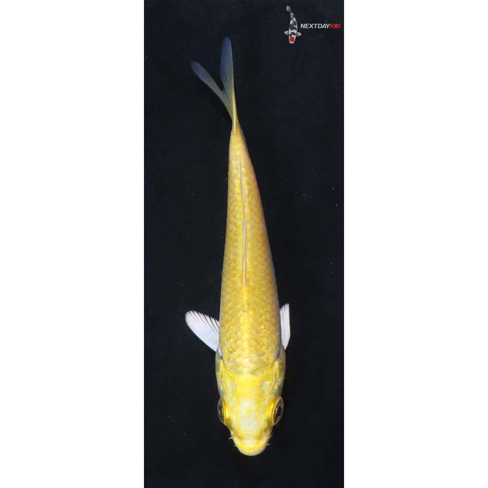 3.5” Imported Yamabuki Ogon