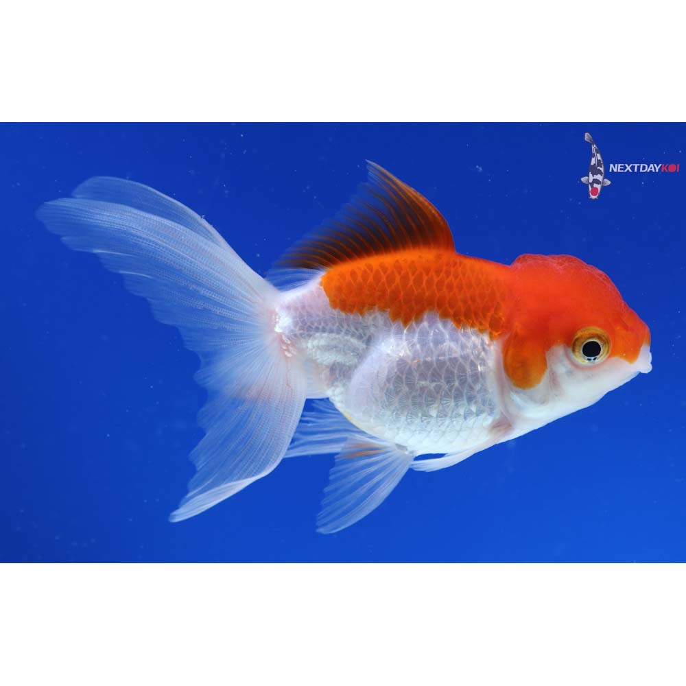 4” Imported Red and White Oranda