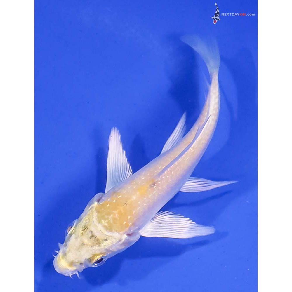 3” Imported Lemon Hariwake Butterfly Koi