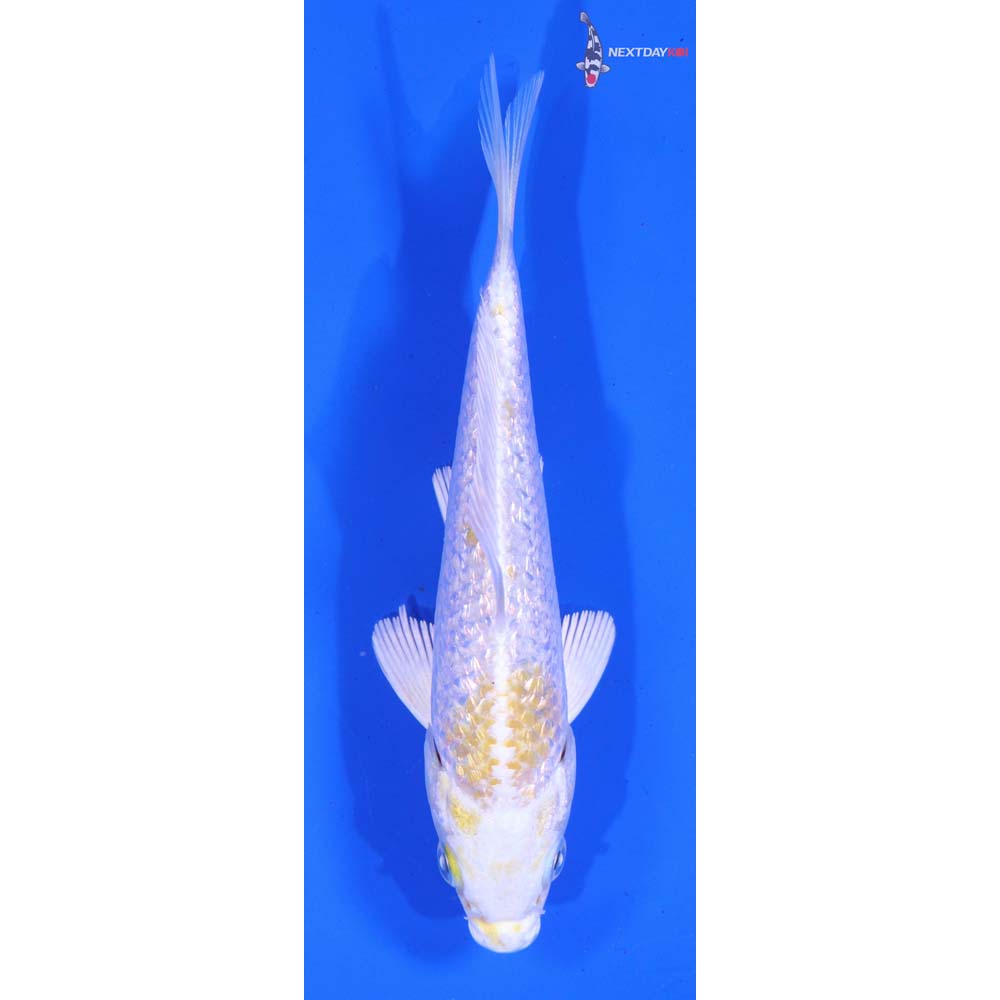 5” Imported Gin Rin Lemon Hariwake