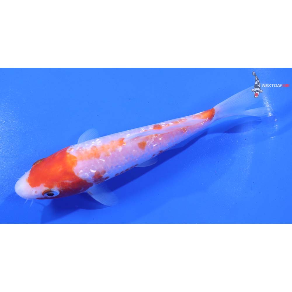 5.5” Imported Gin Rin Kohaku