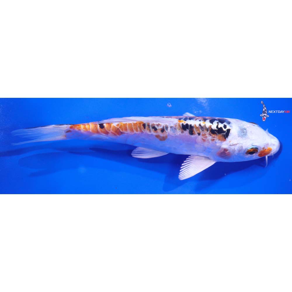 6” Imported Heisei Nishiki