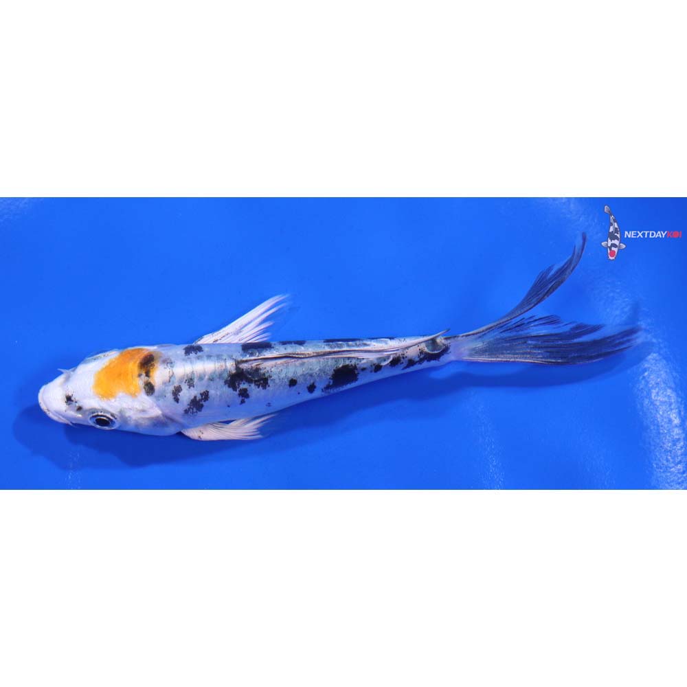 4.5” Imported Heisei Nishiki Butterfly Koi