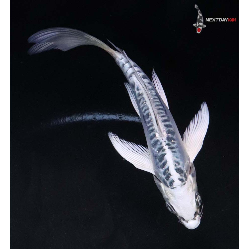 4.5” Imported Doitsu Blue Gin Matsuba Butterfly Koi