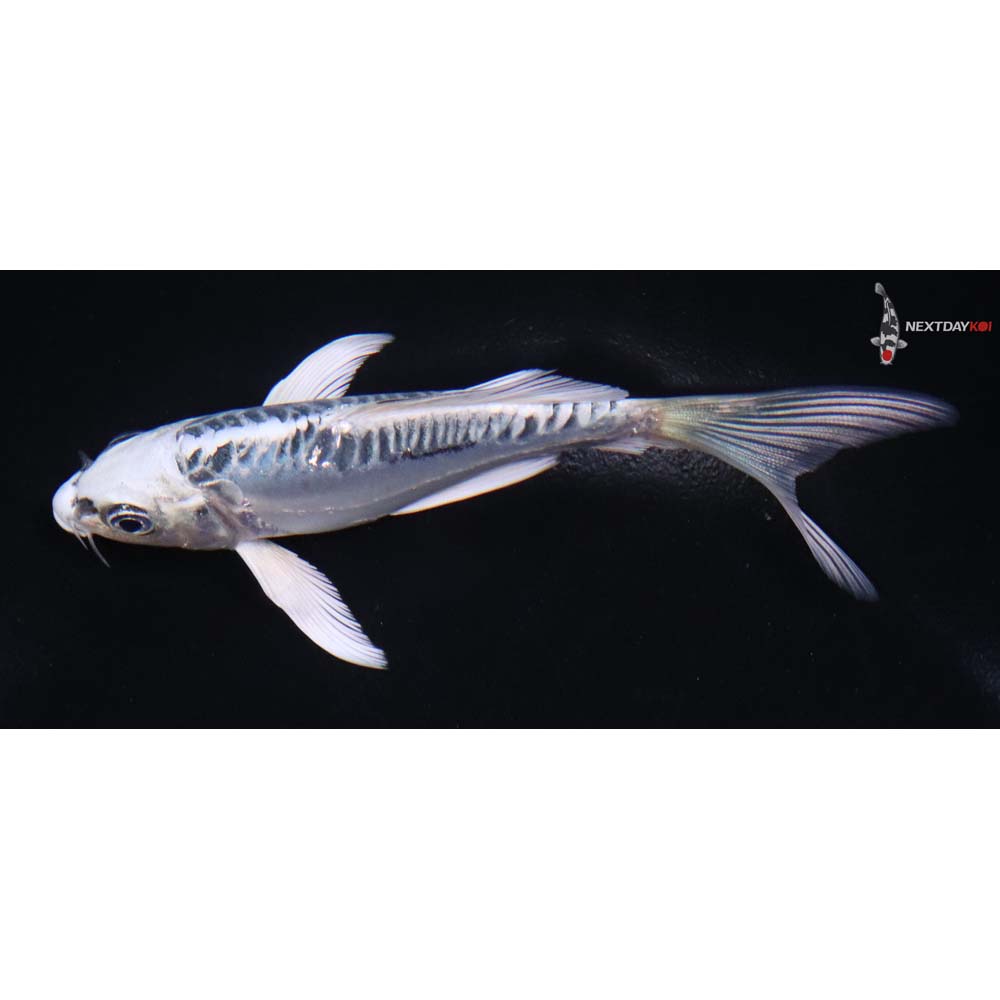 4.5” Imported Doitsu Blue Gin Matsuba Butterfly Koi