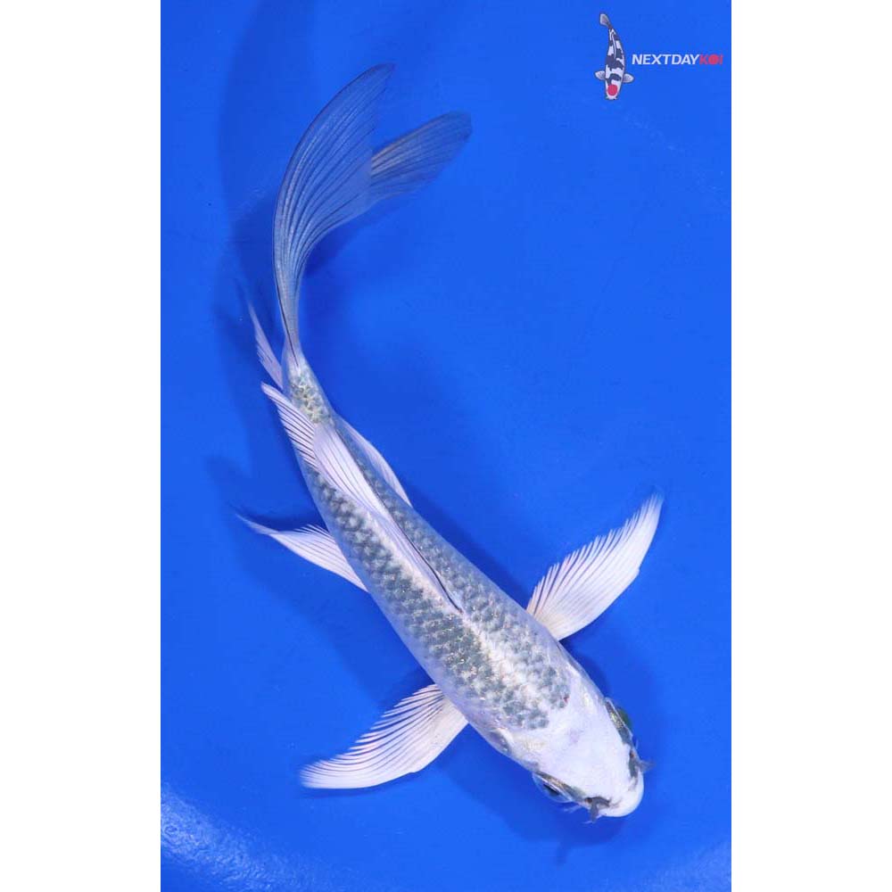 5” Imported Gin Matsuba Butterfly Koi