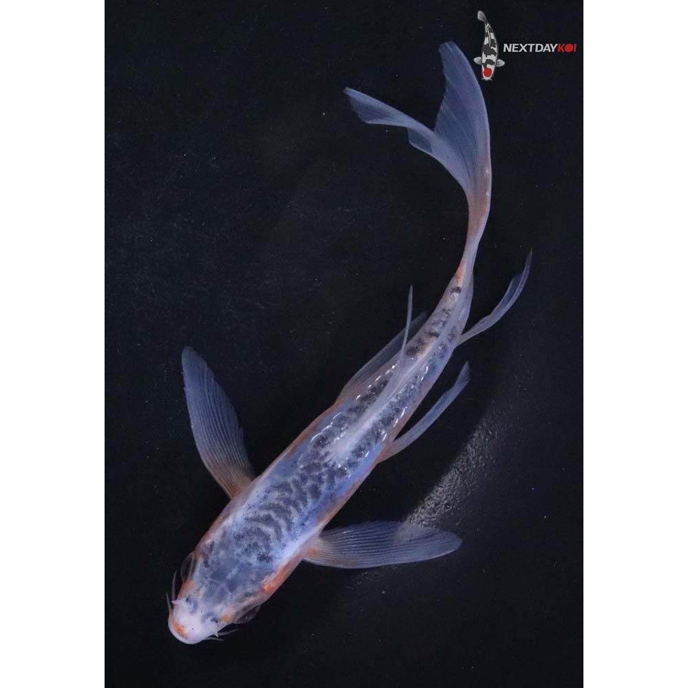 5” Imported Shusui Butterfly Koi