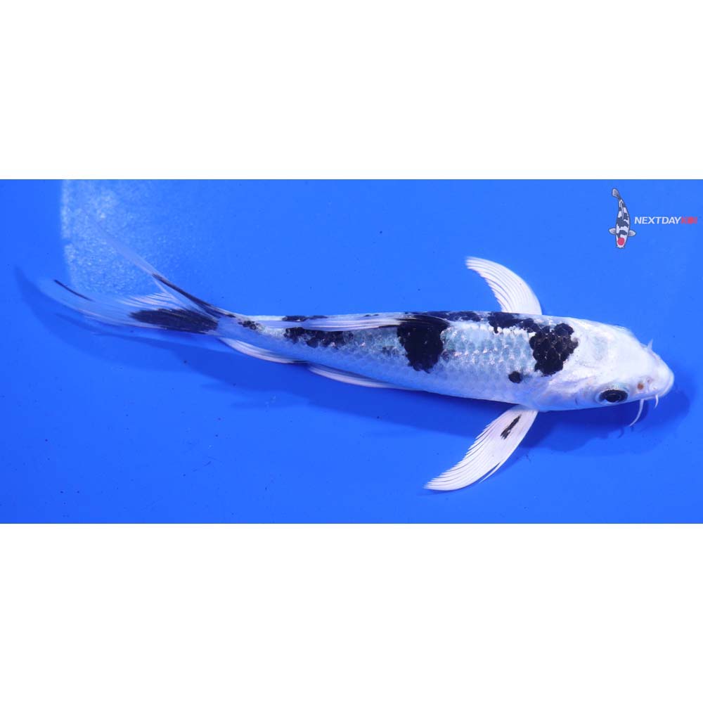 5.5” Imported Gin Shiro Bekko Butterfly Koi