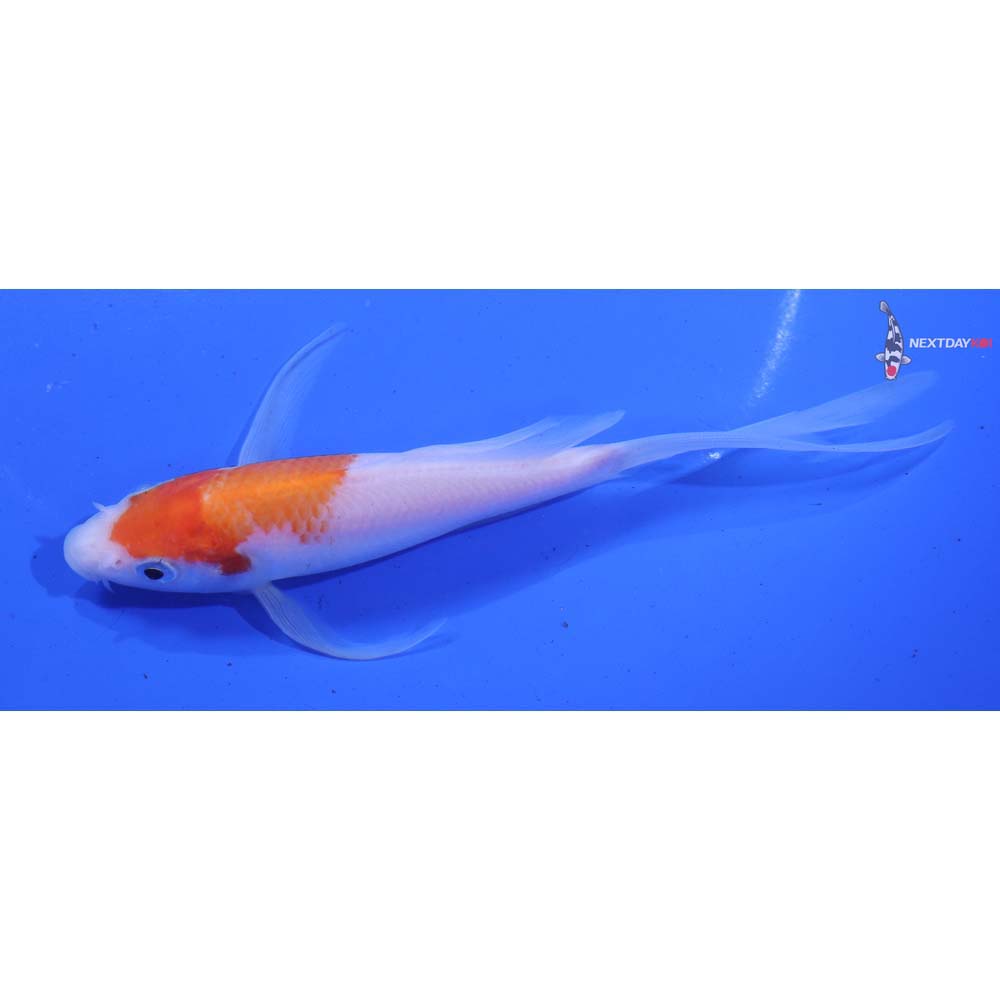 5.5” Imported Kohaku Butterfly Koi