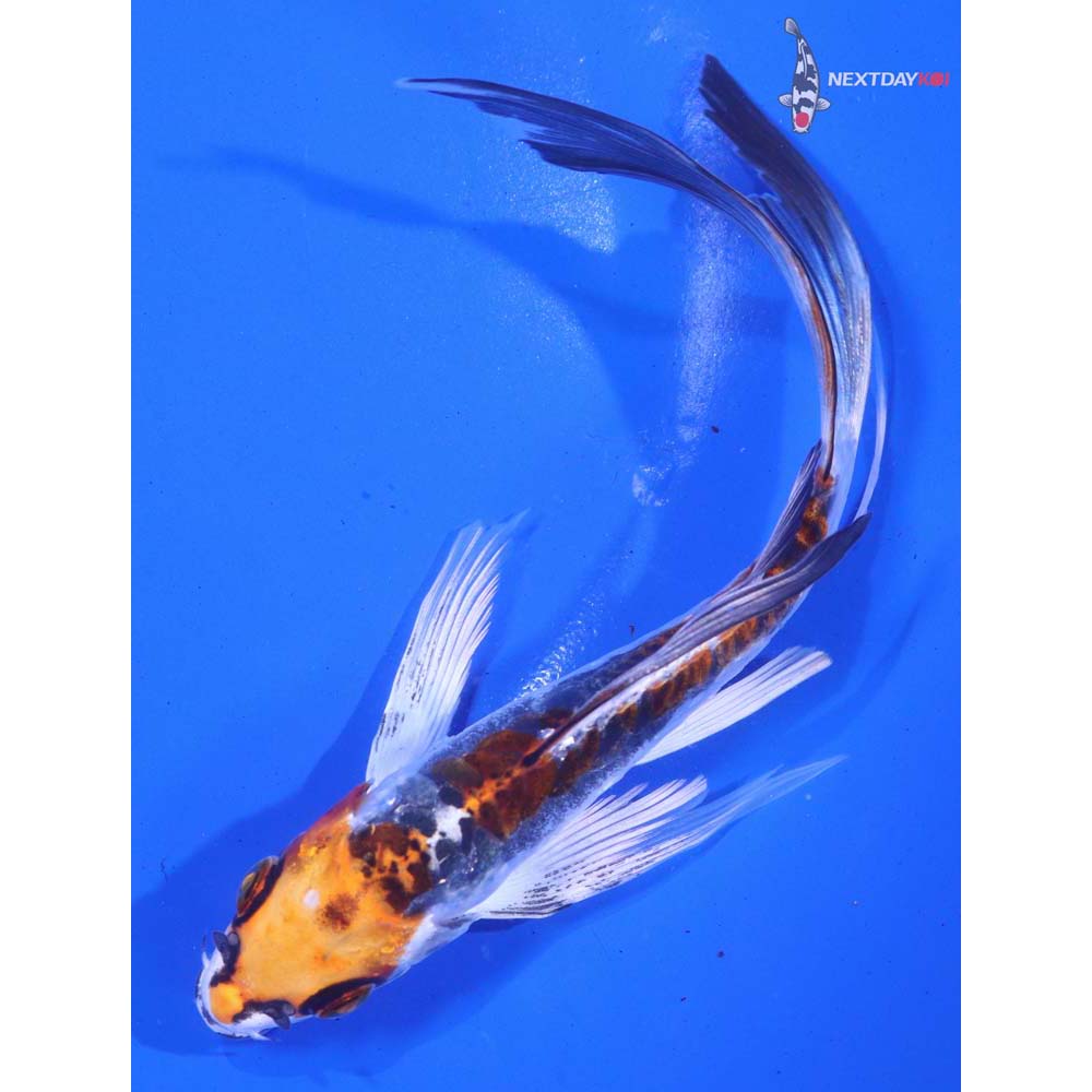 6” Imported Kin Kikokuryu Butterfly Koi