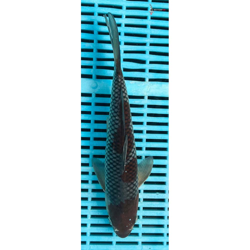 12-14” Imported Ochiba Shigure