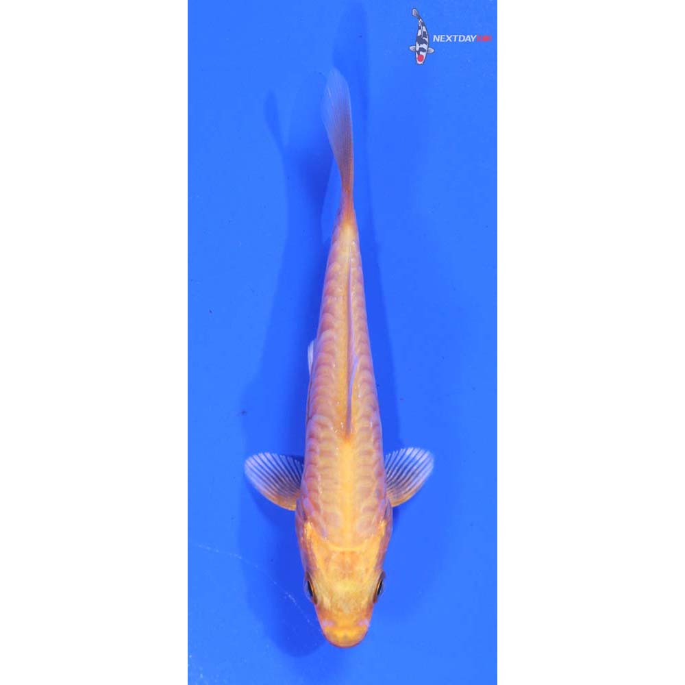 3.5” Imported Armor Scaled Orenji Ogon