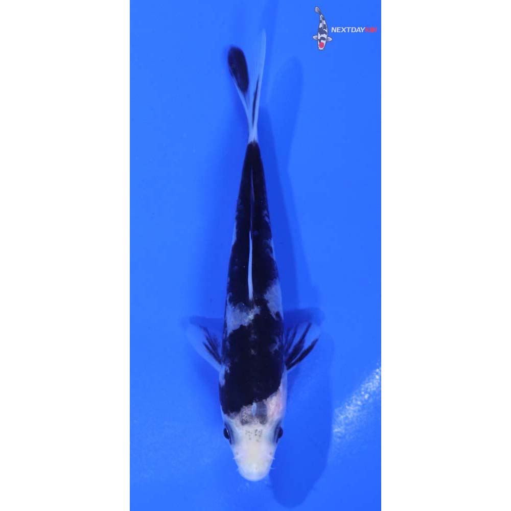 3.5” Imported Shiro Utsuri