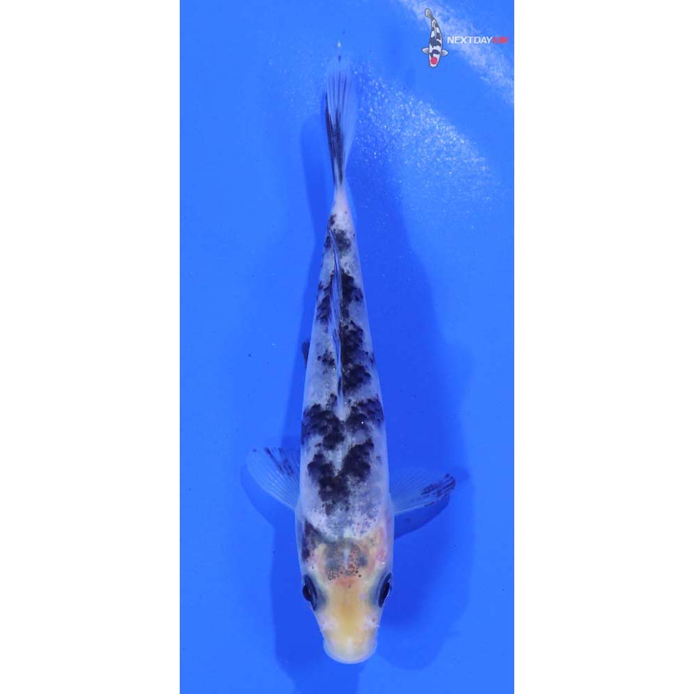 3.5” Imported Matsukawabakke