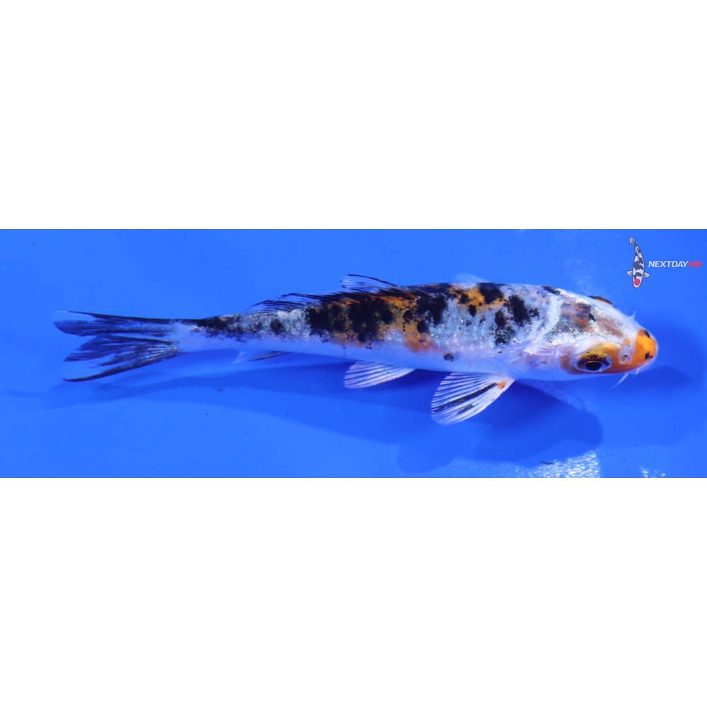 4” Imported Yamato Nishiki