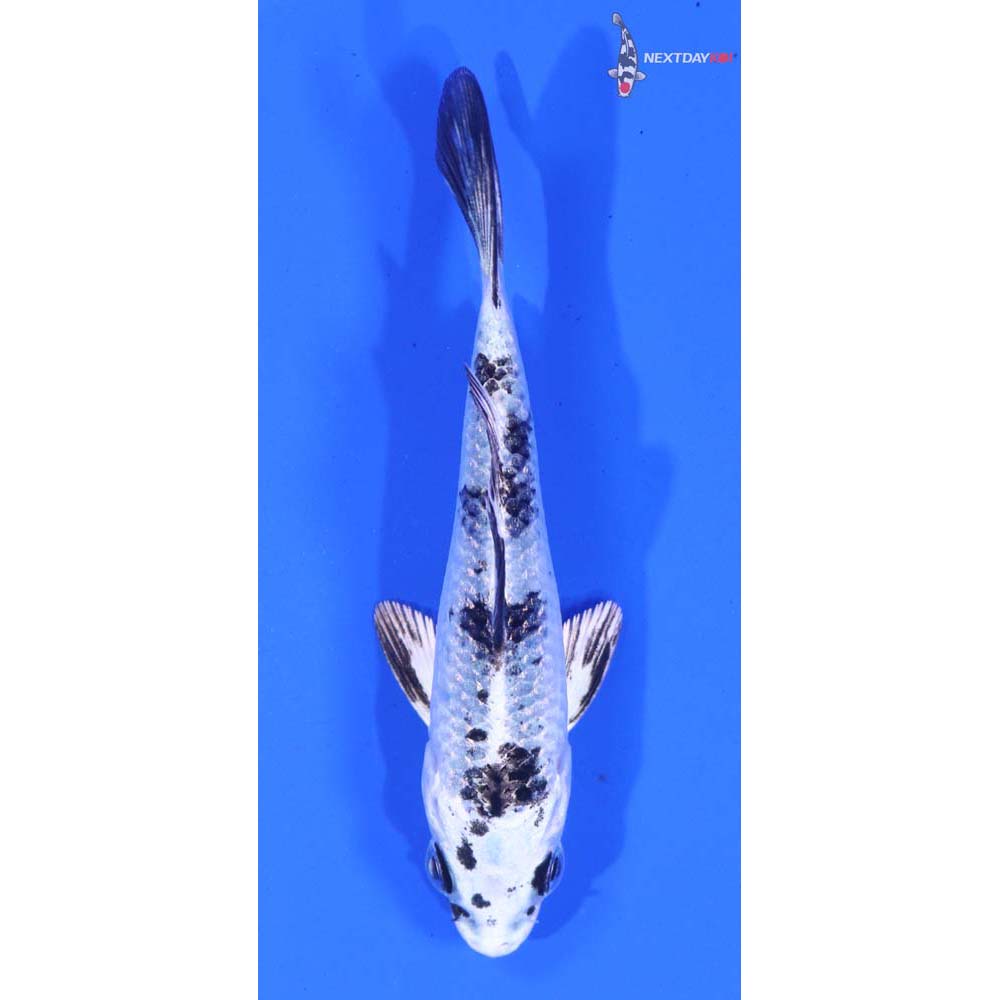 3.5” Imported Gin Shiro Bekko