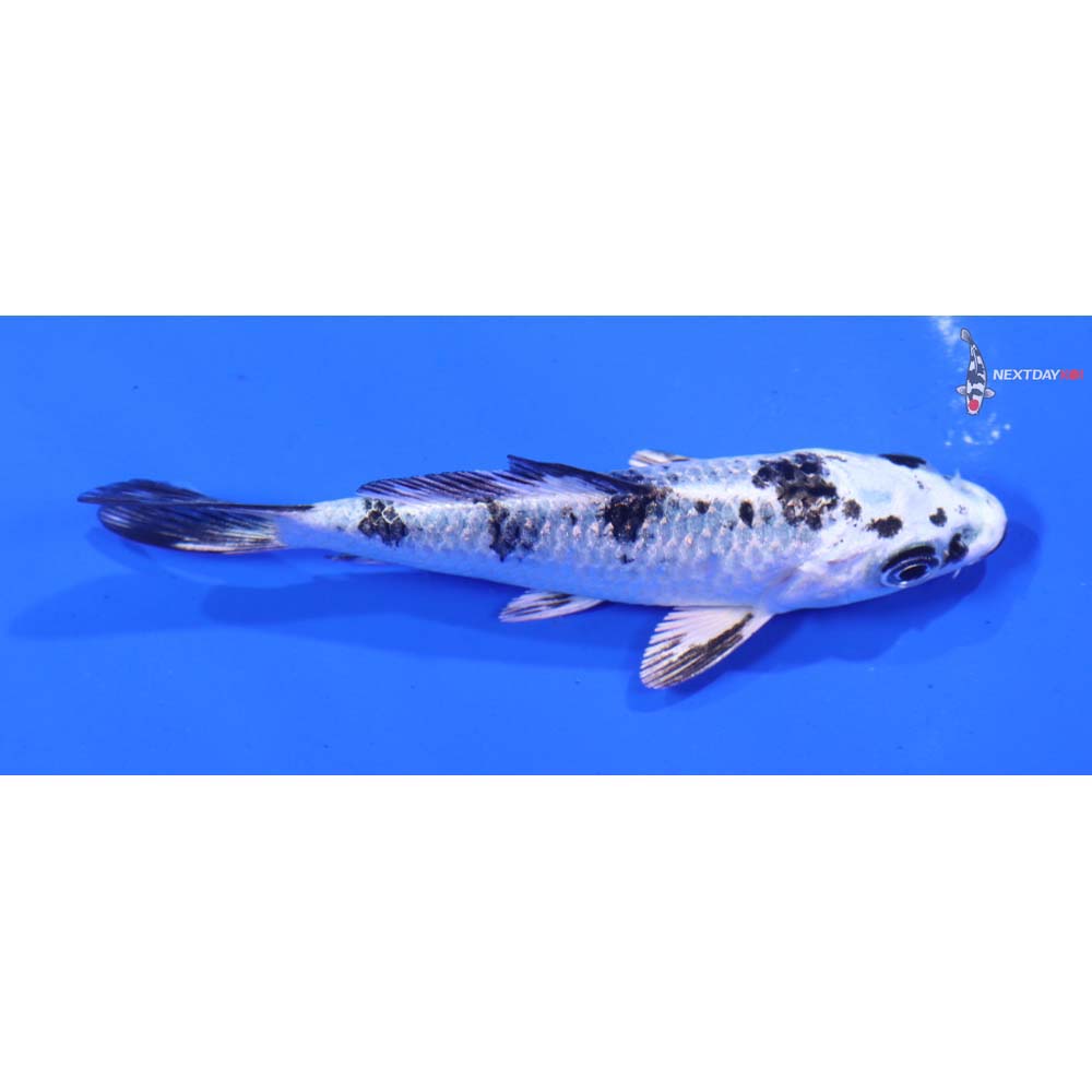 3.5” Imported Gin Shiro Bekko