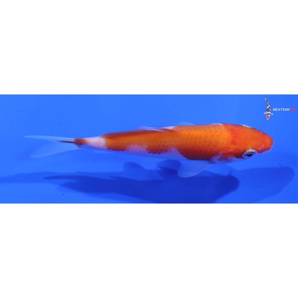 3.5” Imported Kohaku