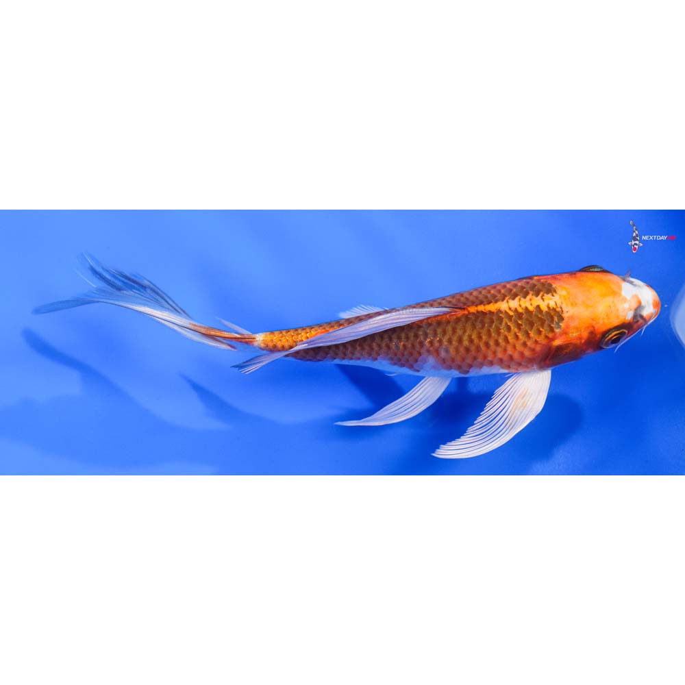 7” Imported Kujaku Butterfly Koi
