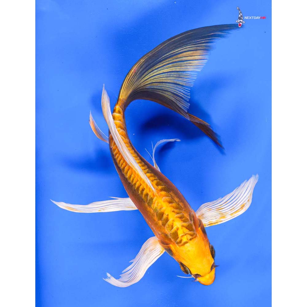 9” Imported Kin Kikokuryu Butterfly Koi