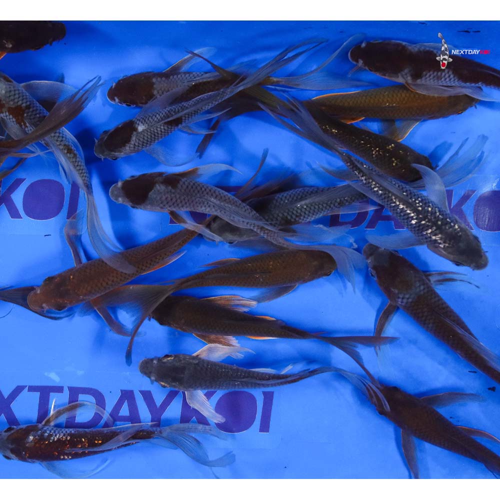 5-6" Imported Chagoi and Ochiba Butterfly Koi Mix