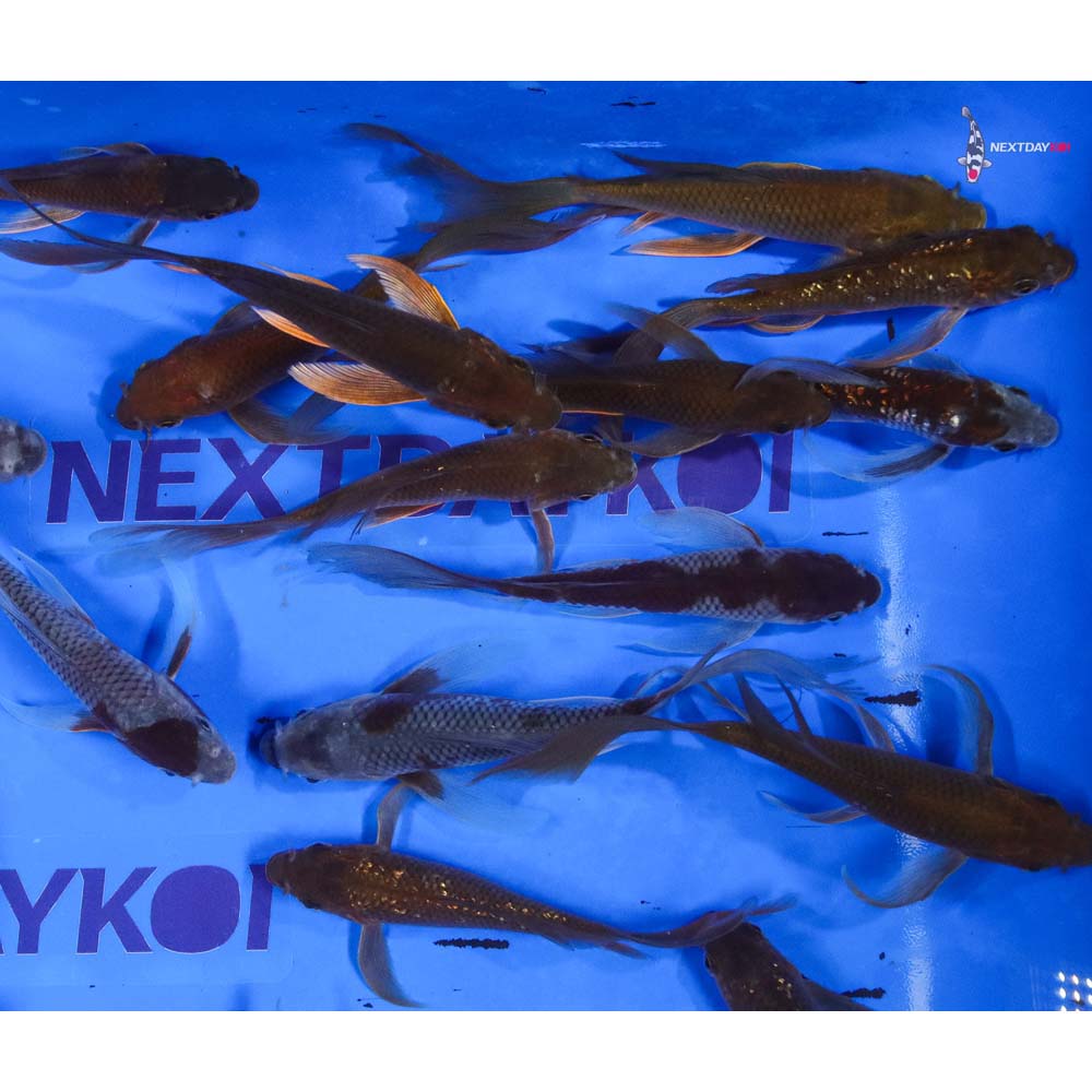 5-6" Imported Chagoi and Ochiba Butterfly Koi Mix - Image 6