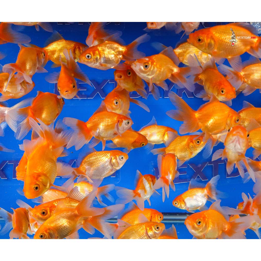 2.5-3" Imported Red Fantail Goldfish