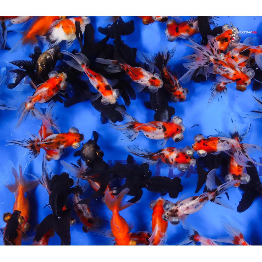 3-3.5" Imported Mixed Telescope Goldfish