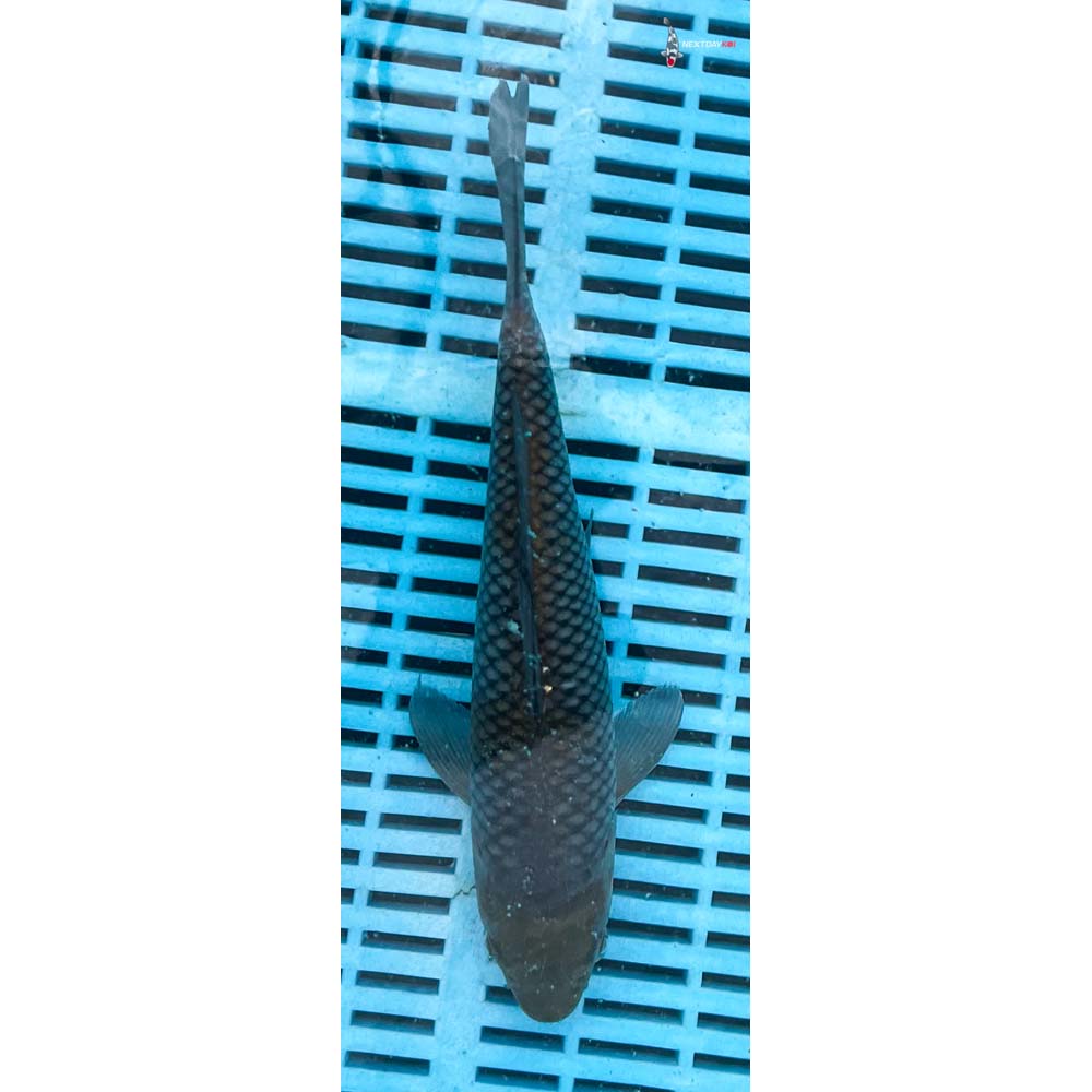 10-12” Imported Ochiba Shigure