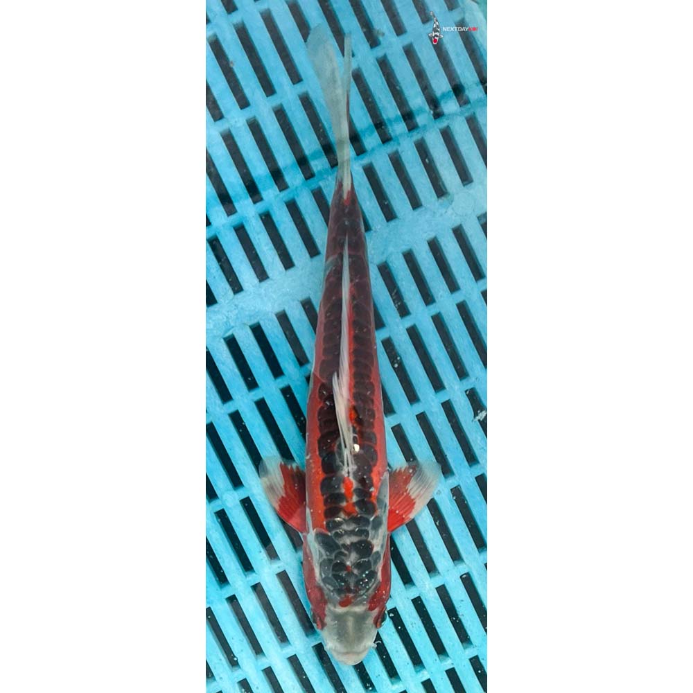 10-12” Imported Hana Shusui