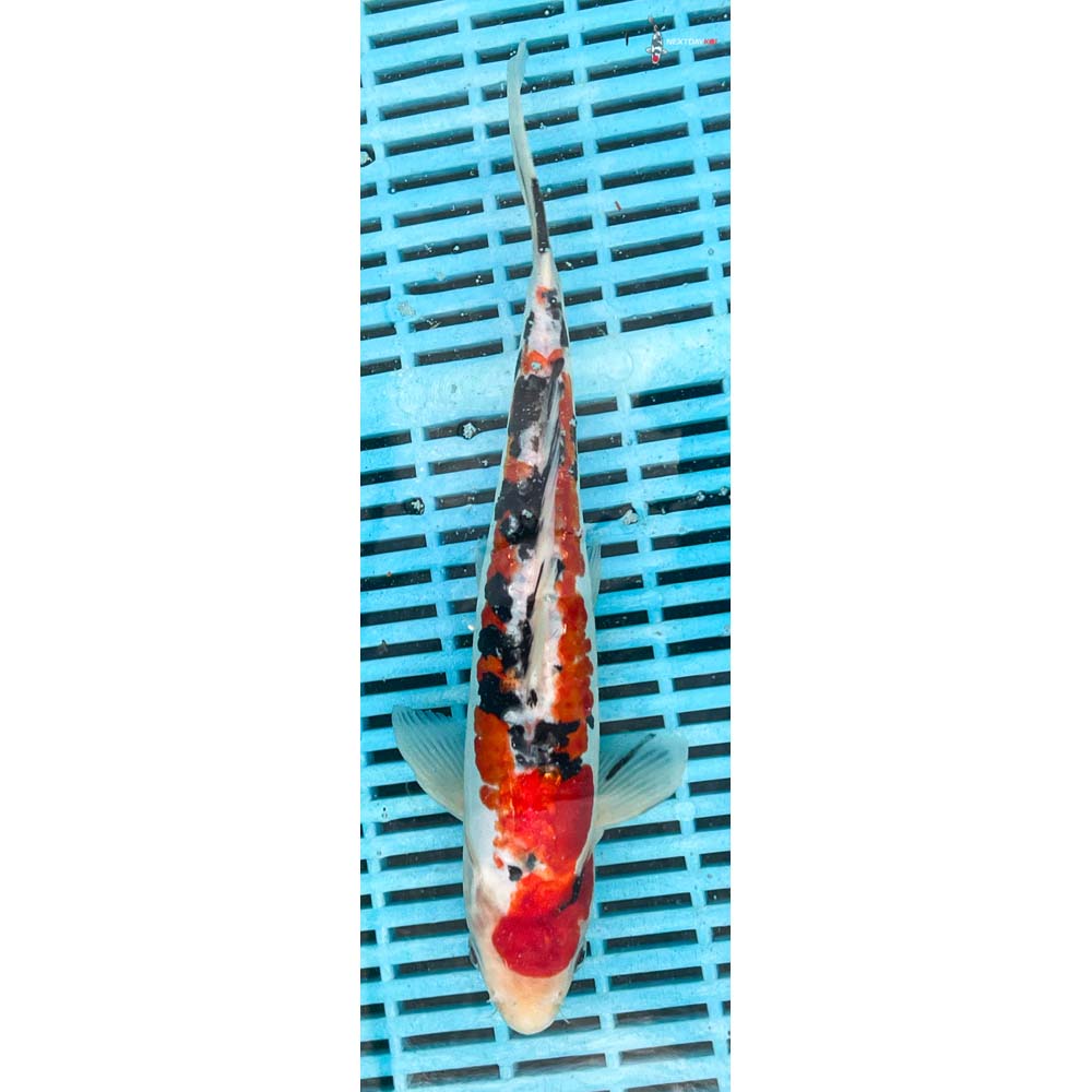 10-12” Imported Doitsu Sanke