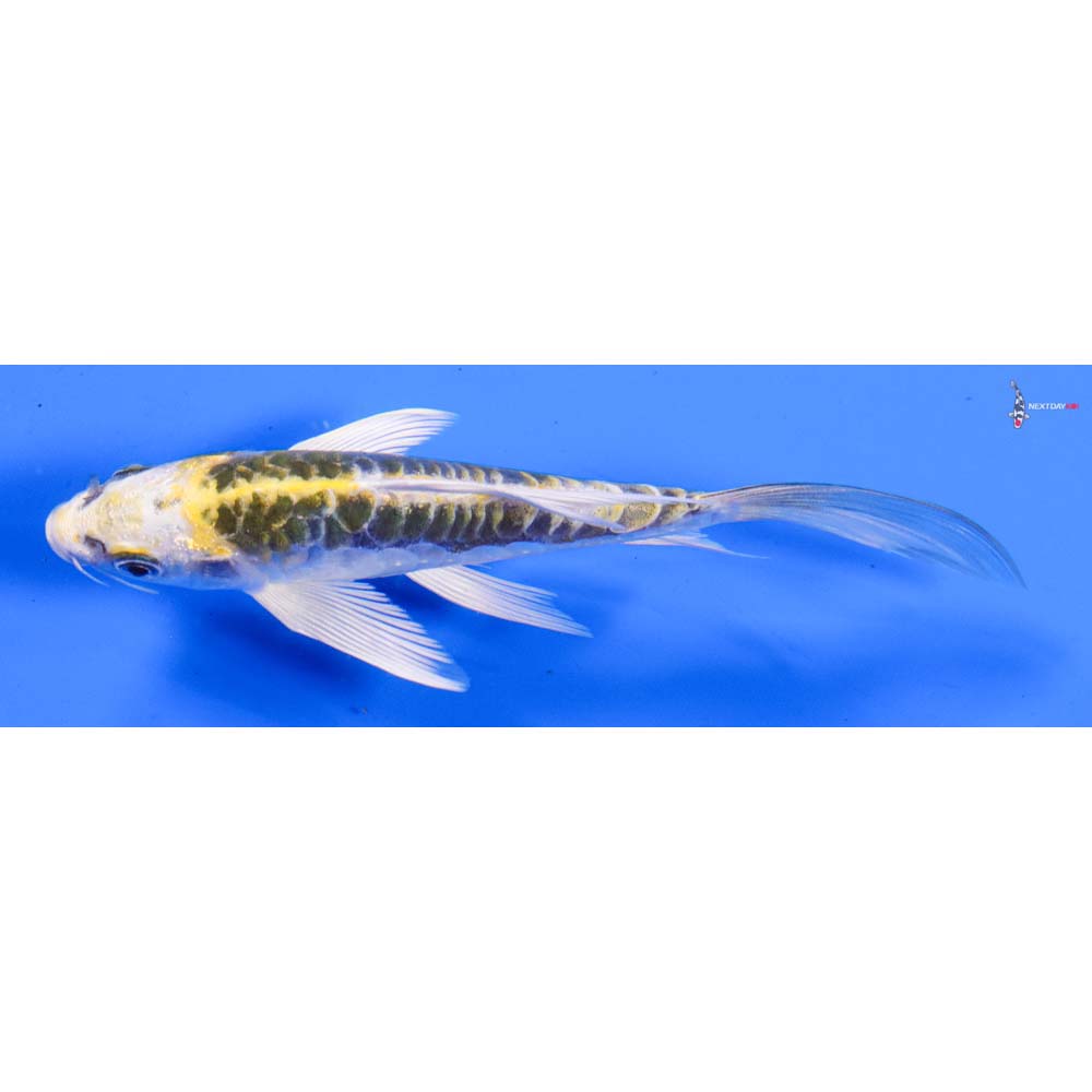 5” Imported Doitsu Kujaku Butterfly Koi