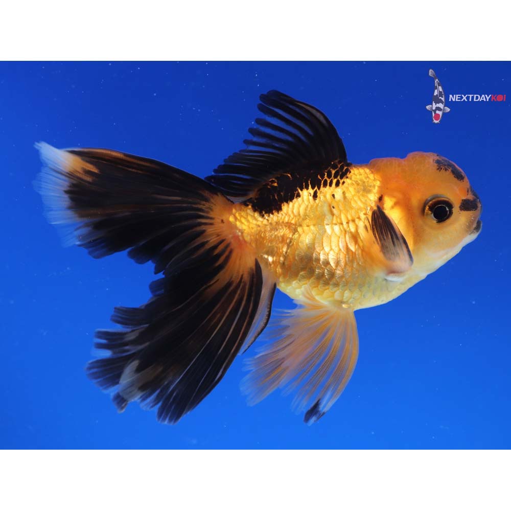4” Imported Red and Black Oranda