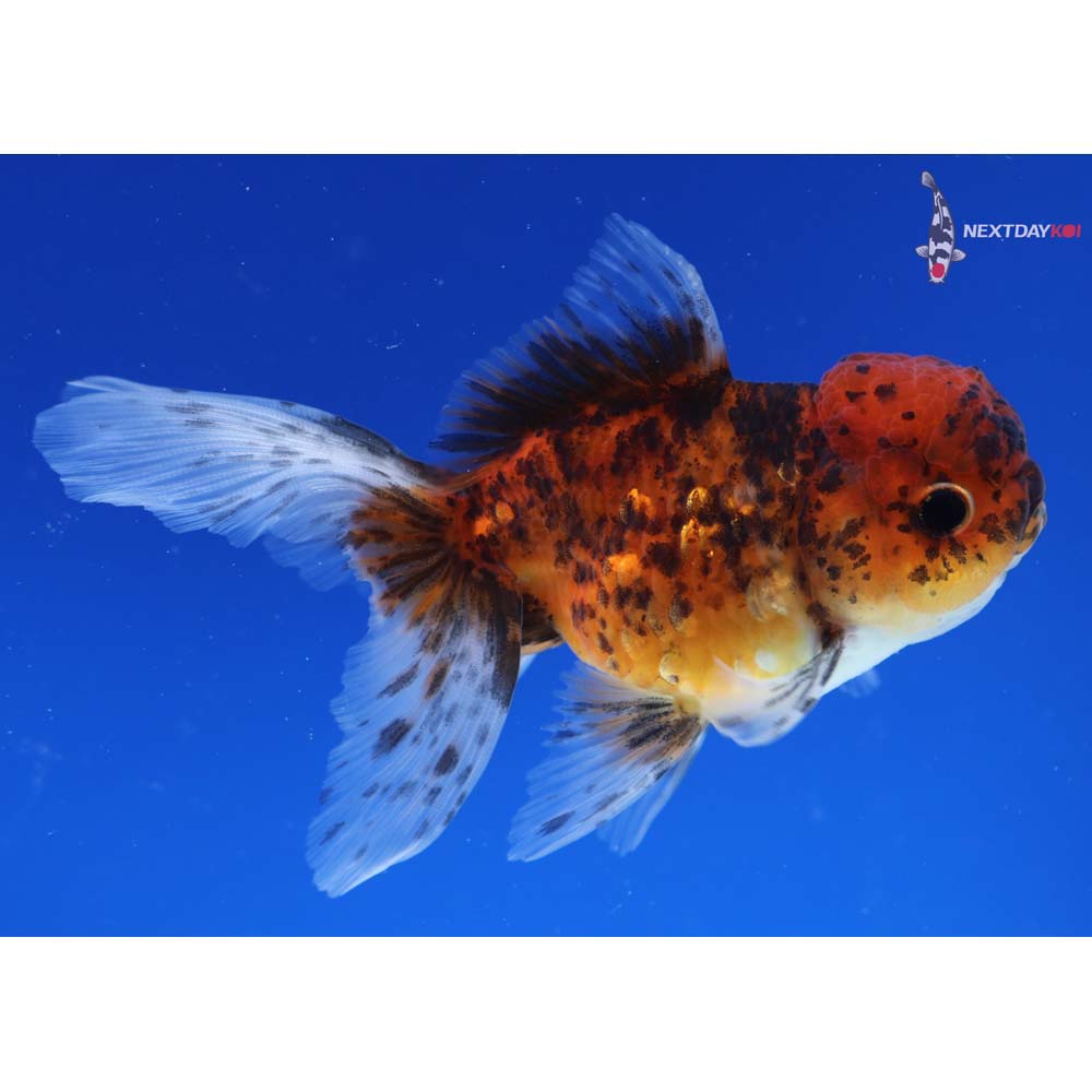 4” Imported Calico Oranda