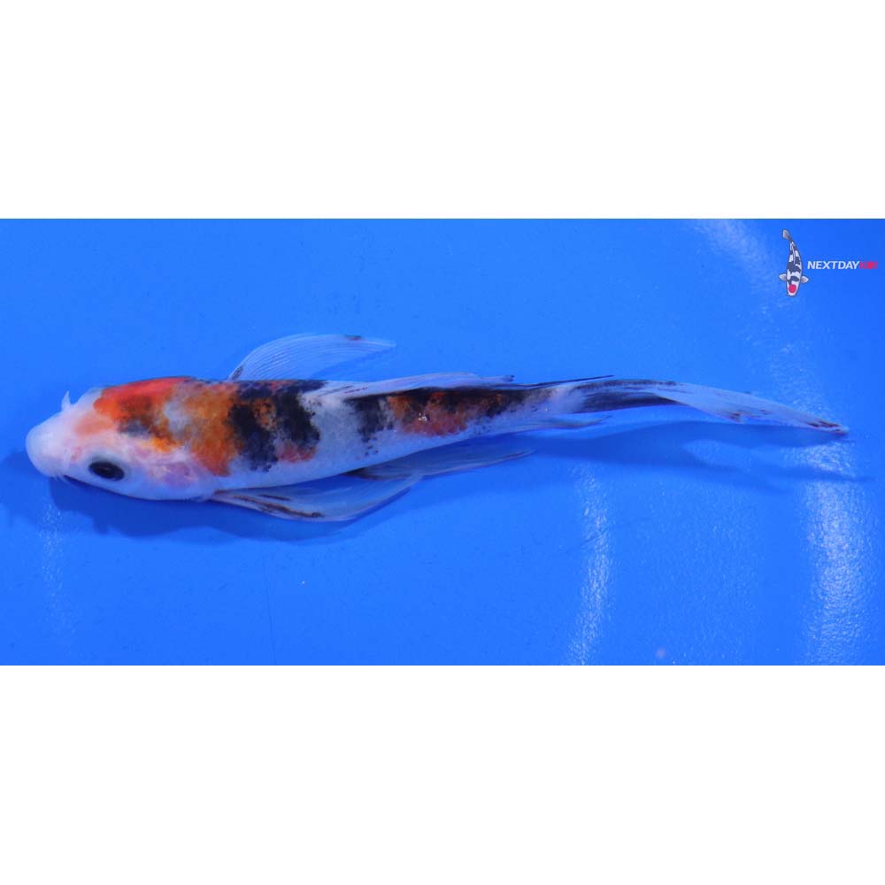 4.5” Imported Sanke Butterfly Koi