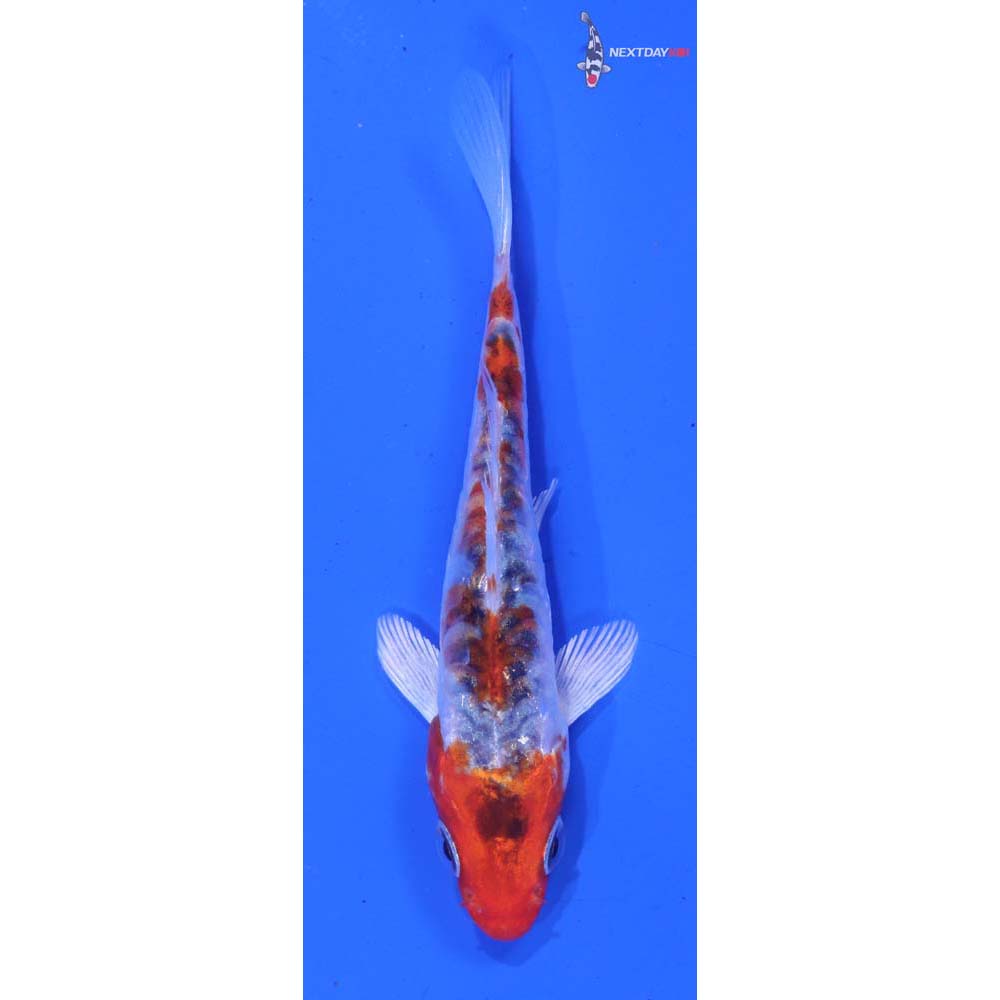 3.5” Imported Armor Scaled Yamato Nishiki
