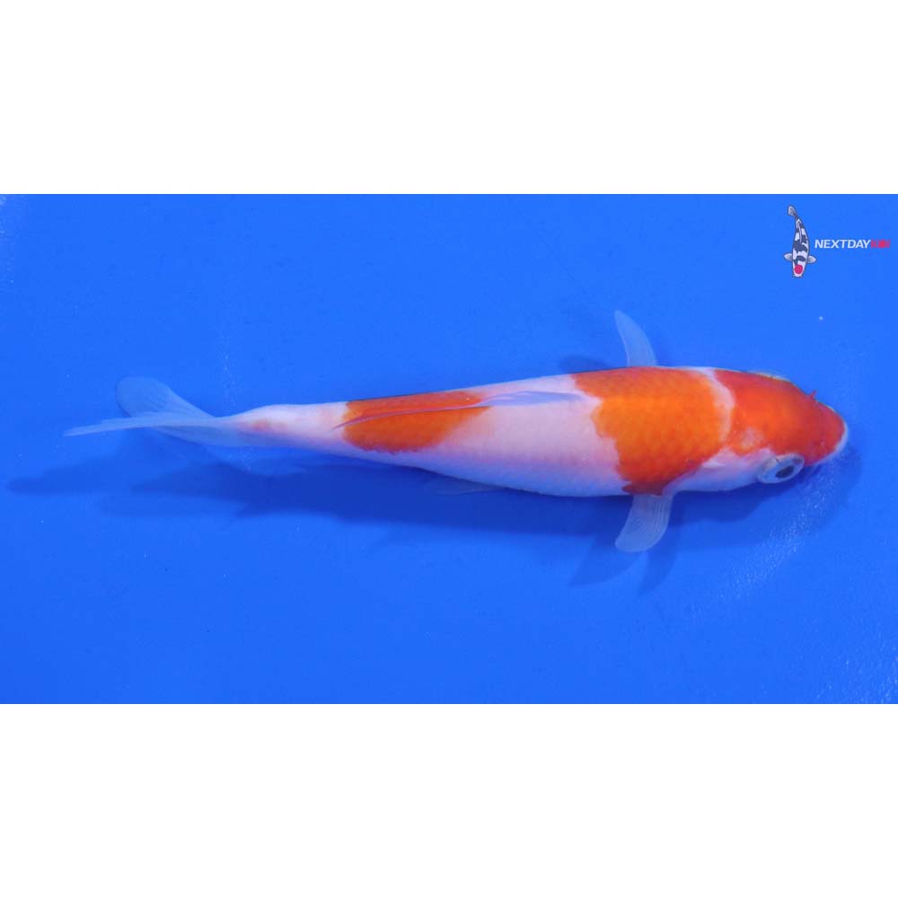 4” Imported Kohaku